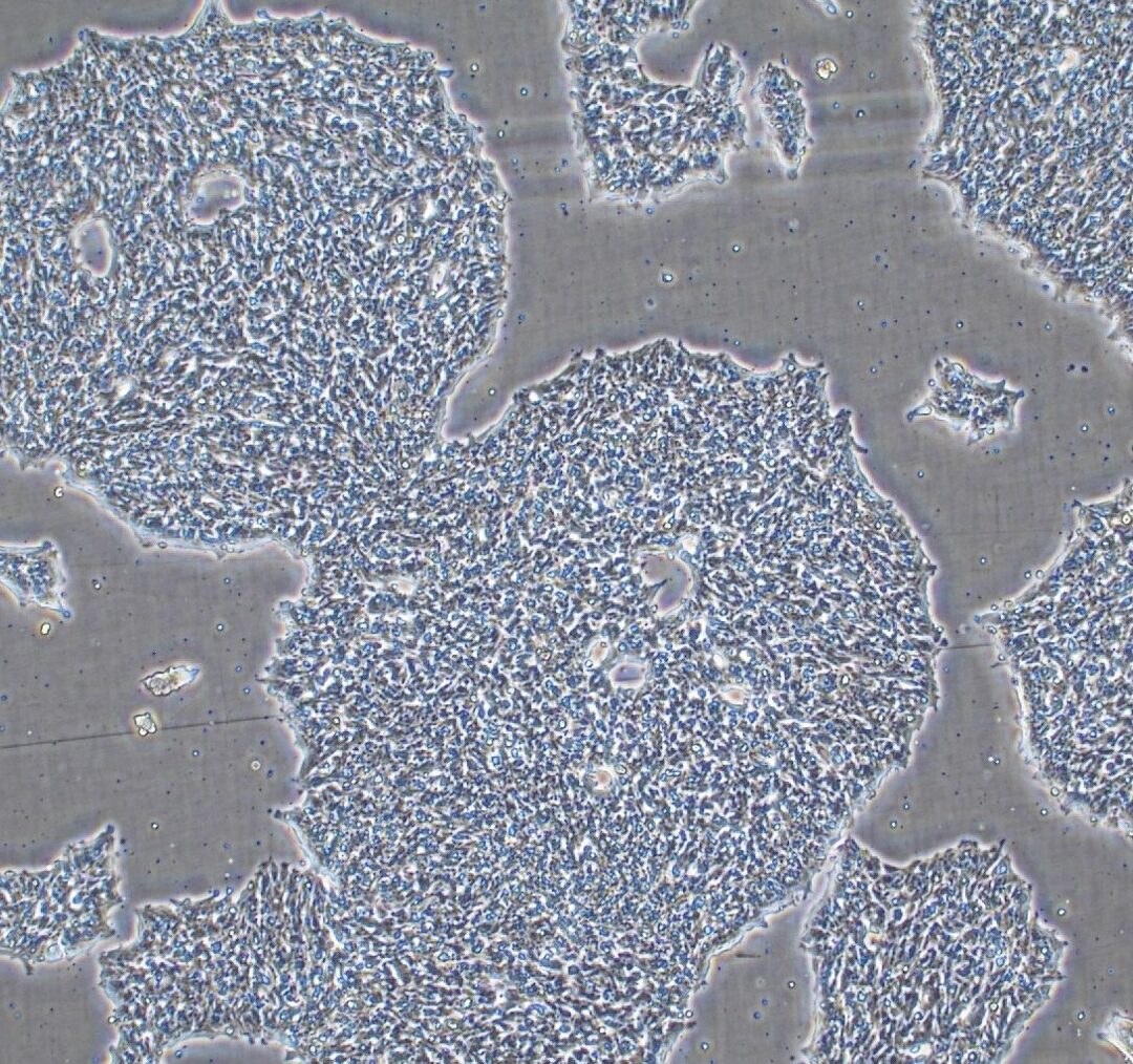 Bovine ESC morphology in 2D culture