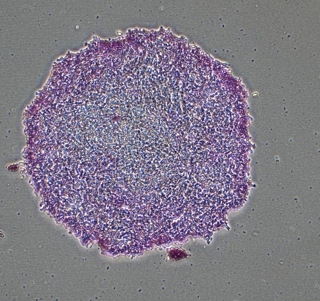 Alkaline phosphatase stain of bovine ESCs