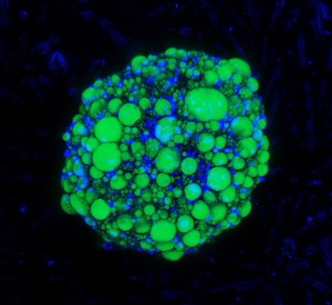 Adipocytes derived from bovine ESCs, as aggregates in 3D culture
