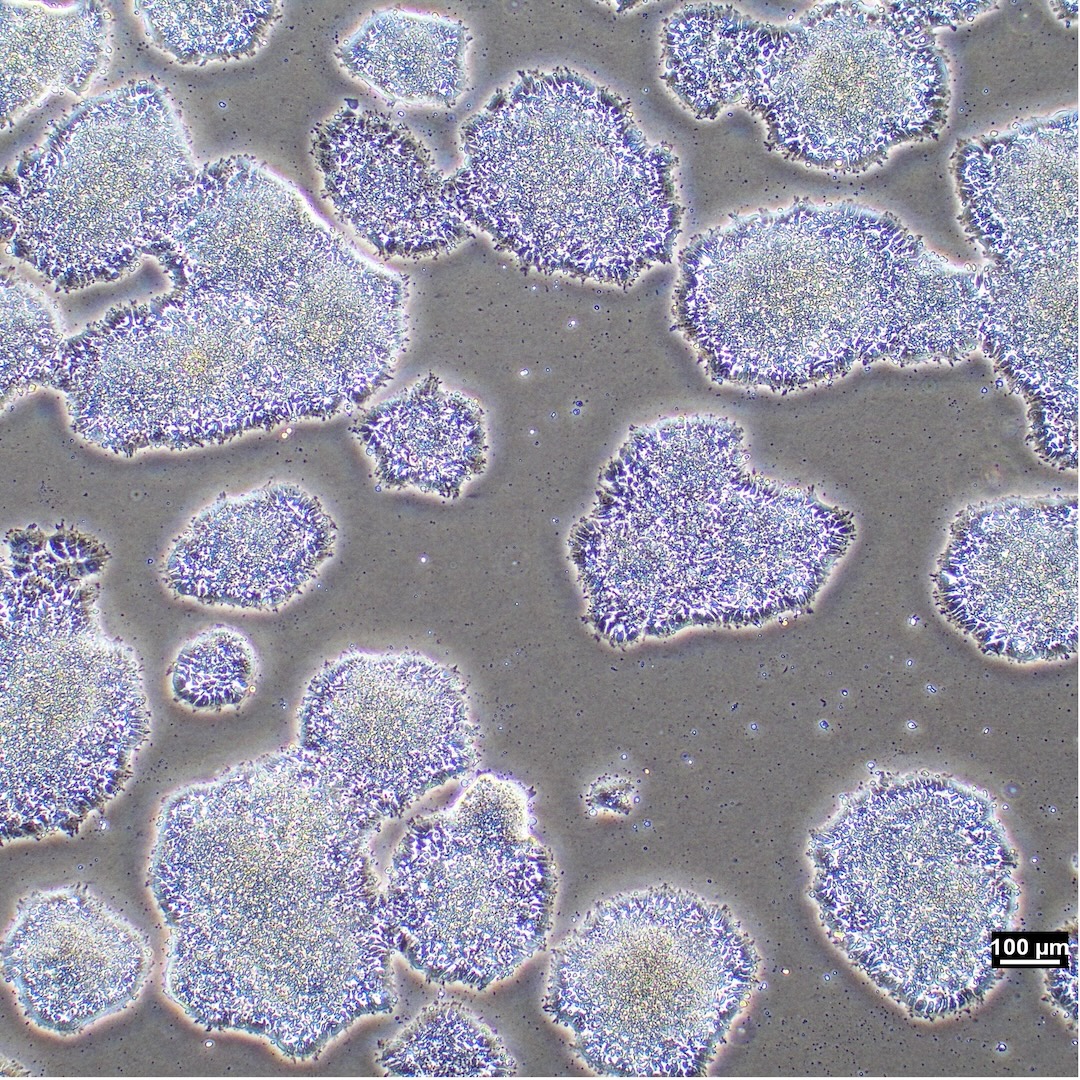 Ovine ESC morphology in 2D culture