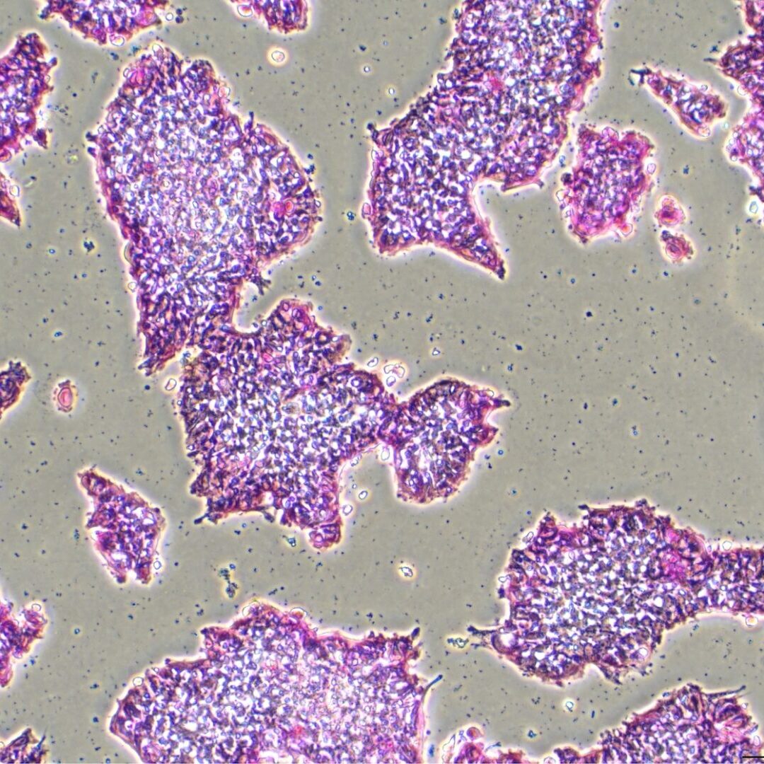 Alkaline phosphatase stain of ovine ESCs