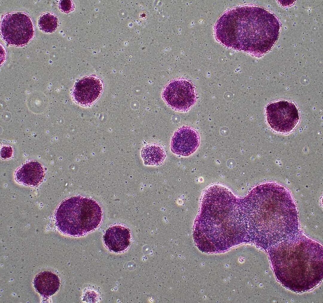 Alkaline phosphatase stain of ovine iPSCs