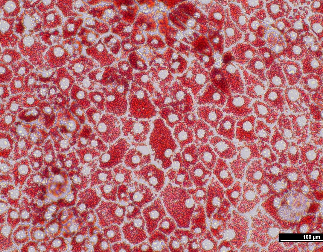 Adipocytes derived from ovine iPSCs in 2D culture (stained with Oil Red O)