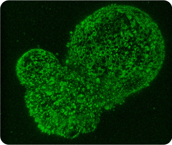 Adipocytes derived from ovine iPSCs in 3D culture as aggregates (confocal image)