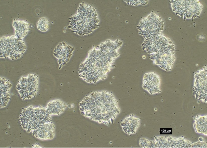 Porcine iPSC morphology in 2D culture