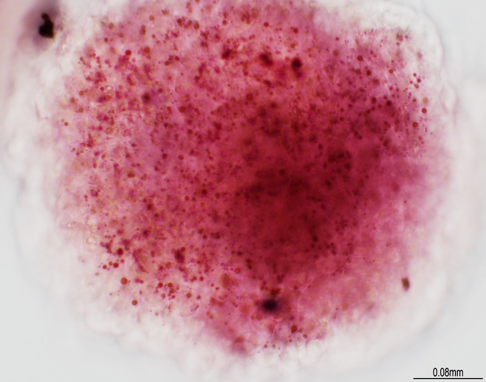Adipocytes derived from porcine iPSCs, as aggregates in 3D culture (stained with Oil Red O)